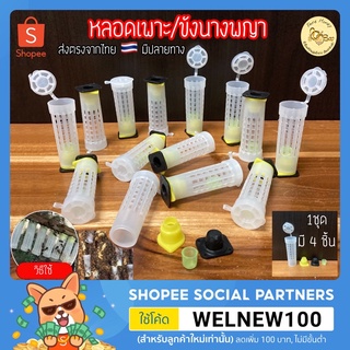 🇹🇭ส่งทันที🔥หลอดเลี้ยงนางพญา เพาะนางพญา นางพญา เลี้ยงนางพญาผึ…