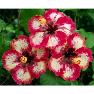 เมล็ดพันธุ์ชบาแคริบเบี้ยนไวลด์ อัลลัวร์(Wild Allure Caribbean Hibiscus Seed)บรรจุ 10 เมล็ด ของแท้ คุณภาพดี นำเข้าจาก