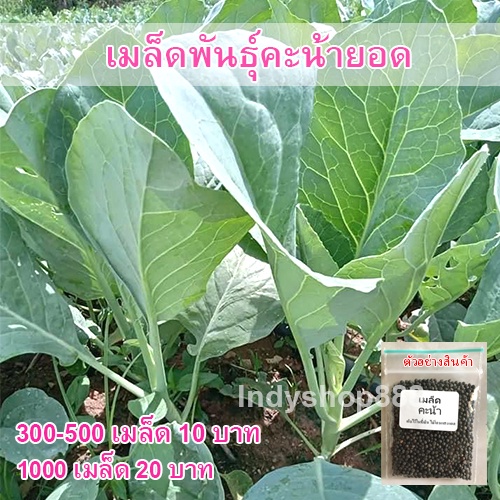 เมล็ดพันธุ์ คะน้าดอกฮองกง 300-800 เมล็ด ปลูกง่าย โตเร็ว (ซื้อ10 แถม 1 คละได้)