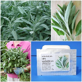 เมล็ดพันธุ์ เสจ (Broadleaf Sage Seed) บรรจุ 25 เมล็ด คุณภาพดี ราคาถูก ของแท้ 100%