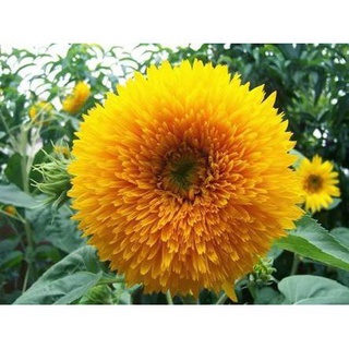 คุณภาพสูง เมล็ด/เมล็ดทานตะวันเทดดี้แบร์ - Teddy Bear Sunflower/ขายดี พันธุ์ อินทรีย์ APRK