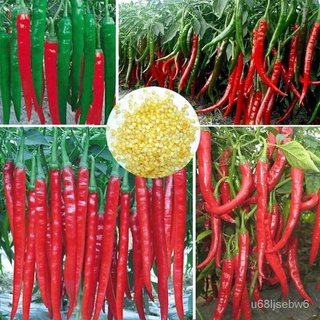 ถูก ใหม่ สายพันธุ์100เมล็ด Giant Spices Spicy Red Chili Hot Pepper Seeds-Plants Potted Bonsai Garden Courtyard Balcon IU