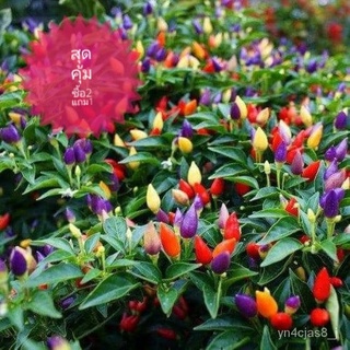 （อัตราการปลูกสูง）บอนสี เมล็ดพันธุ์พริกมงคล7สี พริกเรียกทรัพย์สีรุ้ง Ornamental Pepper seeds บรรจุ/contain 100 เมล็ด/seed