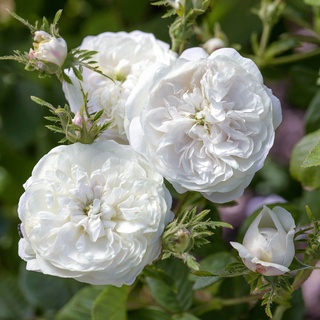 25เมล็ด เมล็ดกุหลาบ อังกฤษ พันธุ์เลื้อย สีขาว กุหลาบหนู Rose seeds