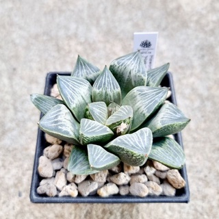 พร้อมส่ง!!ฮาโวเทีย Haworthia hybridHakutou (White Peach) จัดส่งแบบล้างราก