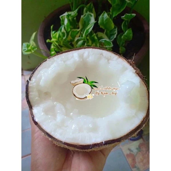🥥ราคาดีที่สุด มะพร้าวกะทิทับสะแก มะพร้าวกะทิเนื้อฟูนุ่ม ทานอร่อย ส่งตรงจากสวนทับสะแกทุกลูก