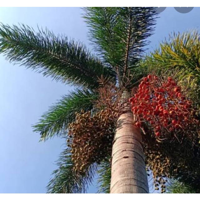 ปาล์มฟ็อกซ์เทล ปาล์มหางกระรอก Foxtail Palm สูง 3 เมตร