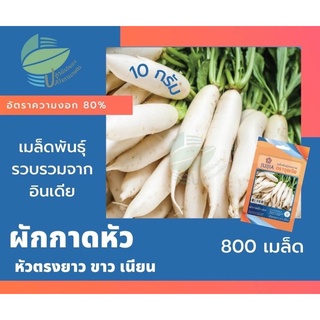 เมล็ดพันธุ์ ผักกาดหัว (Chinese Radish)