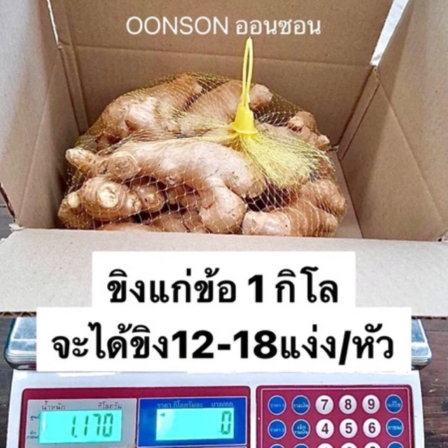 ขิงสด แก่ ของไทย ปลูกที่เขาค้อ แพ็คถุงตาข่ายสีเหลือง 1 กิโล