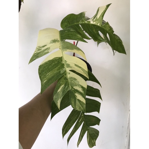 ต้น อิพิด่างขาว Epipremnum Pinnatum Variegated( เป็นยอดตัดสด!!! ตัดสด!!! ตัดสด!!! พร้อมชำลงกระถางพลาสติกให้ สวยๆ