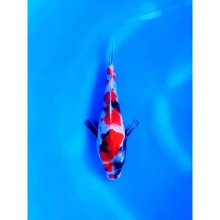 ZenKoi สูตรสมดุล สำหรับปลาคาร์ฟ ปลาทอง ปลาสวยงาม แบบกระสอบ 10 Kg. ดูแลสุขภาพของปลา ไฟเบอร์สูงช่วยในการขับถ่าย ห่อสีดำ