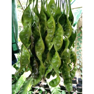 สะตอ(ชุด15ฝัก230บาท)