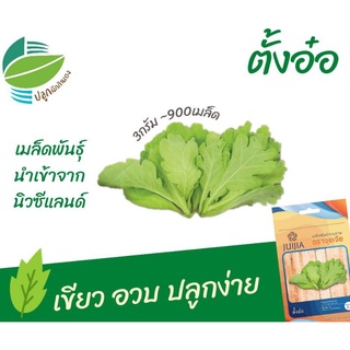 ตั้งอ๋อ (Chrysanthemum)​