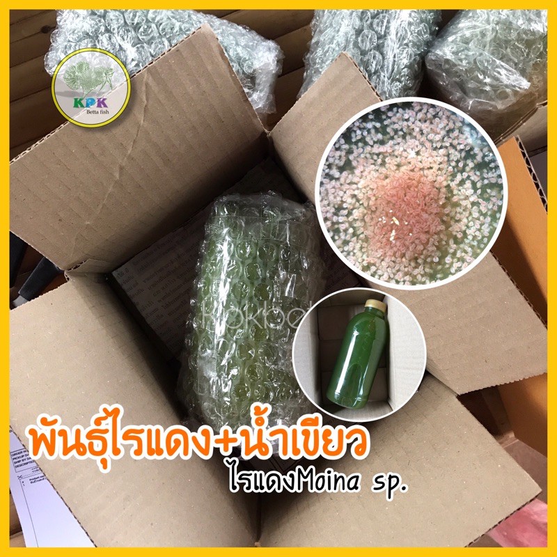 KPKไรแดง พันธุ์ไรแดง2+หัวเชื้อน้ำเขียว(ขนาด 350 มล.)