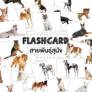 แฟลชการ์ดสายพันธ์สุนัข Flash Card Dod Breeds KP044