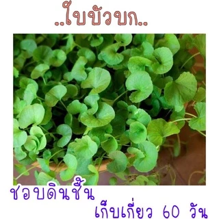 50 เมล็ด เมล็ด​พันธุ์​ ใบบัวบก(ผักหนอก)​
