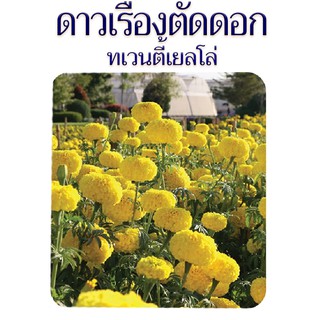 50 เมล็ด -ดาวเรืองตัดดอก ทเวนตี้เยลโล่ เมล็ดพันธุ์ ดาวเรืองดอกดก แน่น ดอกใหญ่ ก้านแข็ง; ร้าน dddOrchids