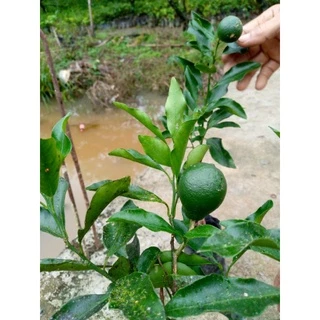 พันธุ์ส้มจุก จะนะพันธ์แท้100% จากแหล่งกำเนิด📌เป็นส้มโบราณ หายาก รสชาติหวาน ไซส์ต้นพันธุ์สูง 40-50 ซม.