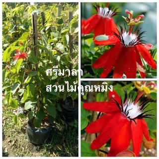 ศรีมาลาไม้เลื้อยสีแดงดอกใหญ่