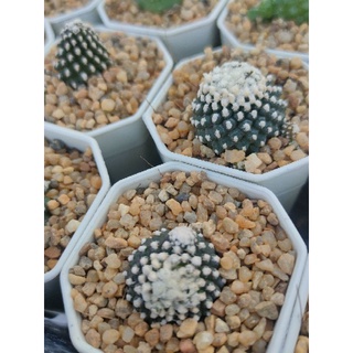 โคเปียโป ไฮโปเกีย Copiapoa hypogaea ไร้หนาม🪴⚽🌵🪴⚽🌵🪴⚽🌵