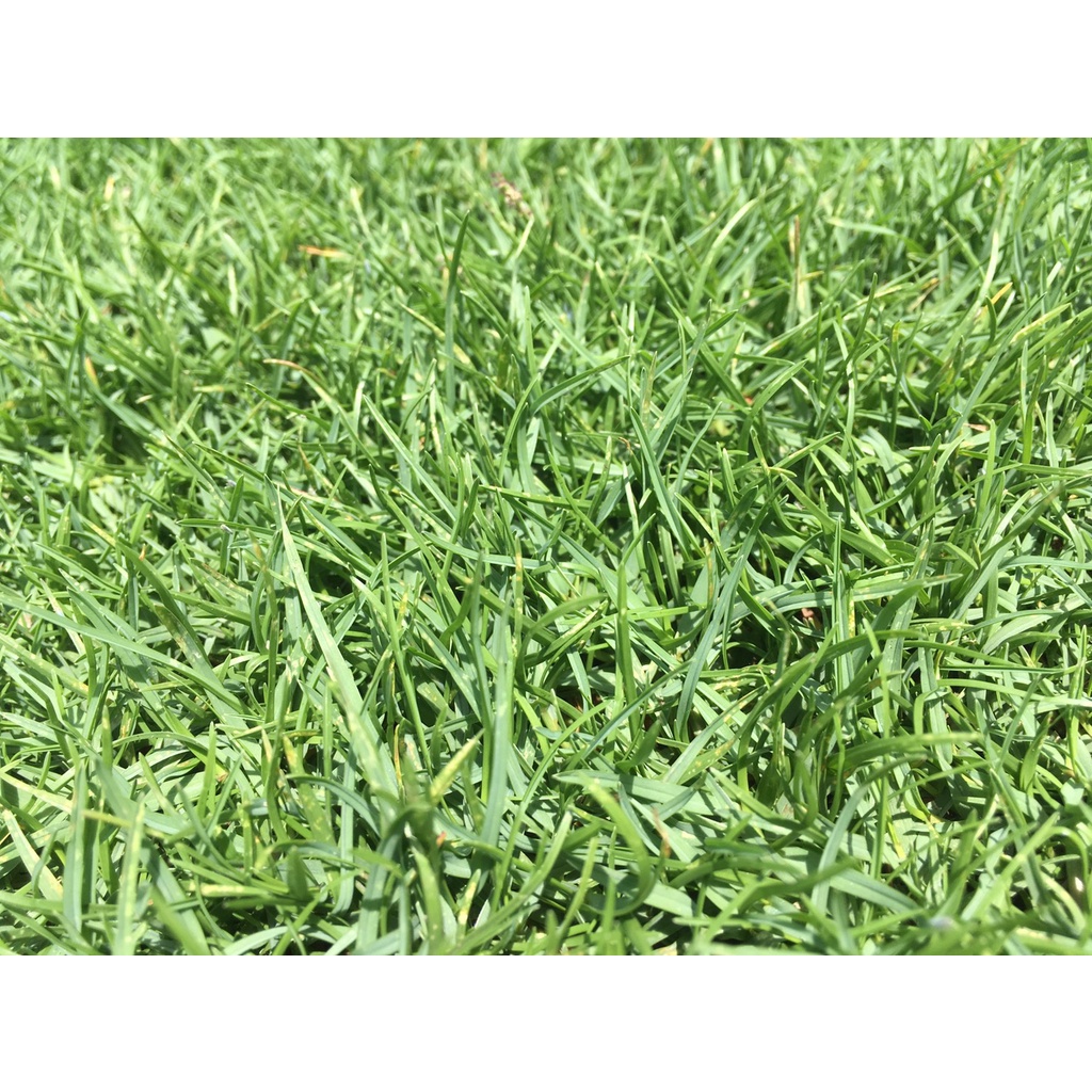 เมล็ดหญ้าพาสพาลัม Paspalum Grass USA นำเข้าราคาปลีกส่ง หญ้าปูสนาม สนามหญ้า เมล็ดพันธุ์หญ้า