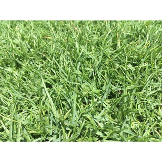 เมล็ดหญ้าพาสพาลัม Paspalum Grass นำเข้าราคาปลีกส่ง หญ้าปูสนาม สนามหญ้า เมล็ดพันธุ์หญ้า