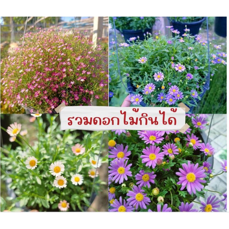 ต้นไม้ ดอกไม้กินได้ ต้นเดซี่ม่วงแคระ ยิบโซ เดซี่ไข่ดาว เดซี่มากาเรต