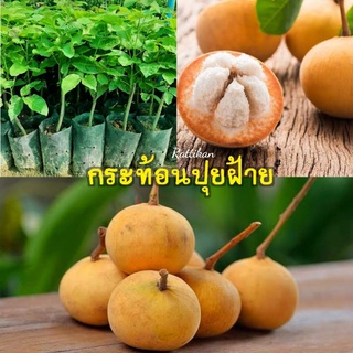 ต้นกระท้อนปุยฝ้าย🌱สูง40-50ซม.ต้นสวยๆพร้อมส่ง(รับประกันสินค้าชำรุด)