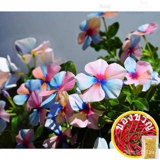 10PCs Multicolored Madagascar Periwinkle Seeds เบอร์กันดี Cascading Easy To Grow ดอกไม้/สวน/ไม้จันทน์/เซล็ตต์/หม่านบังแด