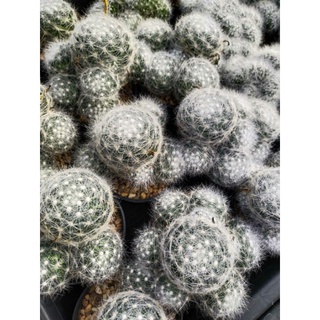 แมมมิลลาเรีย บูมิไอ Mammillaria baumii