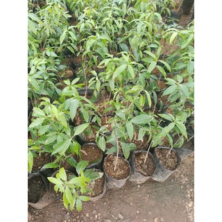 ต้นมะปรางหวานสุวรรณบาท(ต้นพันธุ์ เสียบยอด)สูงประมาณ30-40ซม.