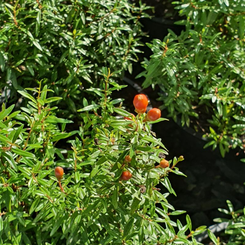 มุมมอง 4