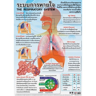 โปสเตอร์พลาสติก PP เรื่องระบบการหายใจ #EP-239