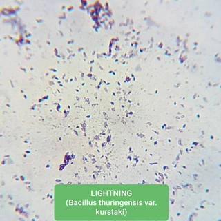 ชีวภัณฑ์ ไลท์นิ่งค์ แบคทีเรียบาซิลลัส ทุริงเยนซีส Bacillus thuringiensis var.kurstaki 1000 กรัม