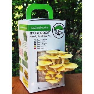 ชุดคิทเห็ดนางรมทองพร้อมเปิด (Golden Oyster Mushroom Ready To Grow Kit)