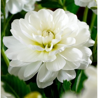 1 หัว/ออเดอร์ รักเร่ Dahlia สายพันธุ์ White Onesta หัวรักเร่ ดอกไม้ หัวหน่อ เหง้า นำเข้า เนเธอร์แลน หัวสดใหม่