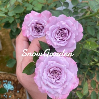 กุหลาบ 🌹 Lavender Crystal (ติดดอก) ลาเวนเดอร์ คริสตัลดอกสีม่วง ทรงพุ่มดอกเยอะ กลิ่นหอม