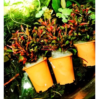 วอเตอร์เครซแดง redwatercress ไม้น้ำจัดตู้ปลา สีเขียวแดงชมพู