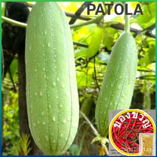 PATOLA SEEDS (ฟองน้ำมะระ) สวน/สร้อยข้อมือ/เมล็ด/กางเกง/เมล็ด/ดอกทานตะวัน/แม่และเด็ก/เด็ก/ผู้ชาย/พาสต้า/ DP1X