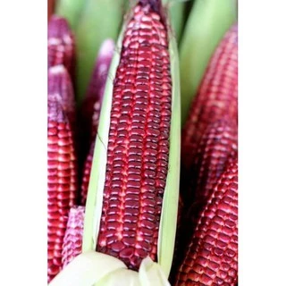 [กินดิบได้!] 🌽 เมล็ดพันธุ์ ข้าวโพดหวานม่วงทับทิม ข้าวโพดทานดิบได้ ไม่ใช่ ทับทิมสยาม ข้าวโพดฮอกไกโด ข้าวโพดทับทิม