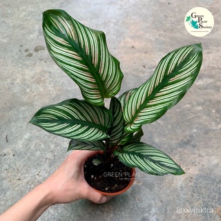 GPS Green Plant Society live plant Calathea White Star 双线竹芋头饰/生菜/鲜花/种子/玫瑰/花园/帽子/芹菜/文胸/手链/ OWDQ