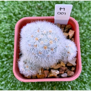 Mammilaria Carminae albiflora แมมคามิเน่สีขาว M001