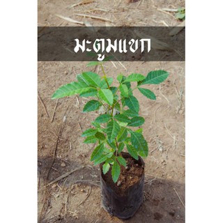 มะตูมแขก มะตูมซาอุ ต้นมะตูมซาอุ ของแซบคู่ลาบก้อย ปลูกกันไว้เด้อ