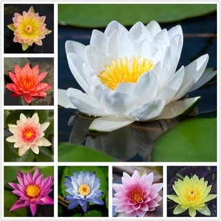 10 เมล็ด เมล็ดบัว คละสี นำเข้า บัวนอก สายพันธุ์เมล็ดบัว Waterlily Nymphaea Seeds