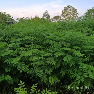 [Plantfilled] Indigofera Seeds for Planting | Approx. 20 Seedsseeds/种子/帽子/苹果/上衣/文胸/向日葵/儿童/鲜花/内裤/ RHZ6