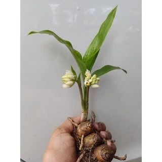 ว่านจูงนาง ว่านเสน่ห์มหานิยม🌱หัวละ5฿5฿5฿🎉