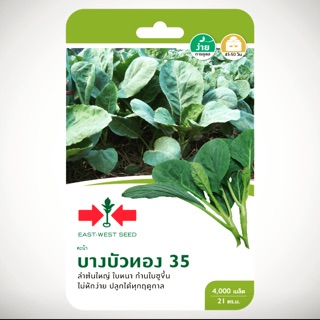 เมล็ดพันธ์ุ คะน้า บางบัวทอง 35 #ศรแดง💯#🥒ซื้อ 5 ซอง แถมปุ๋ยเกล็ดขนาด 3 กรัม 1 ซอง (3กรัมต่อน้ำ20ลิตร)(รวมชนิดได้)