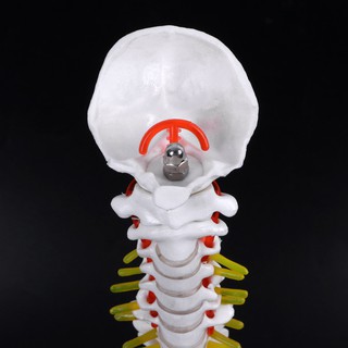 ❤ ❤ 45 ซม. Human anatomical Spine Model