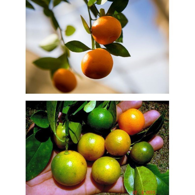 ต้นมะปี๊ดจันทบุรี​Calamondin, Calamondin orange, China orange,