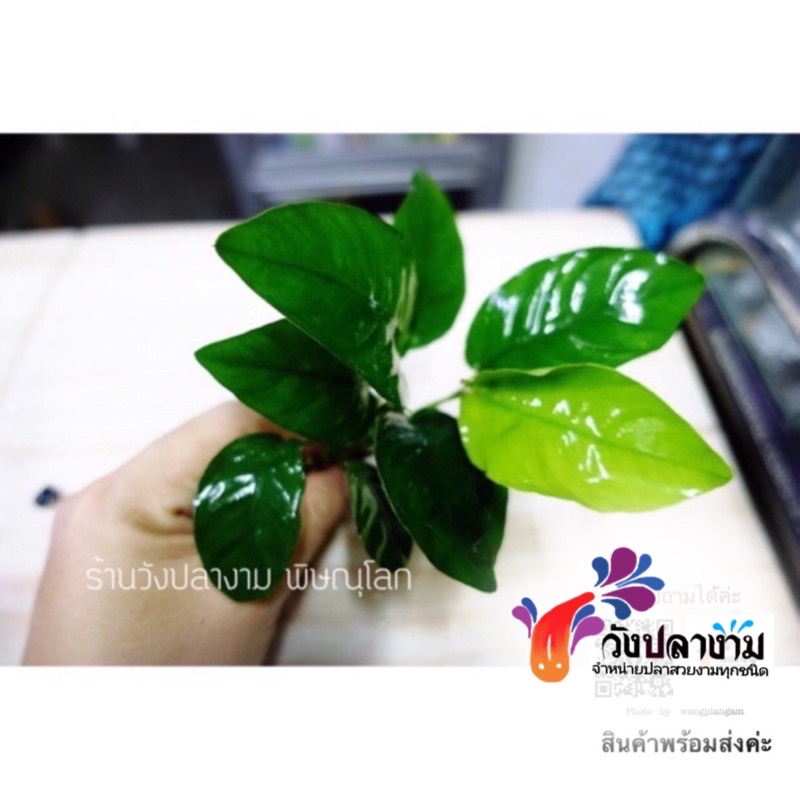 ไม้น้ำ”อนูเบียสใบกว้าง”แบบเปลือยราก